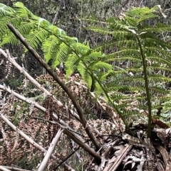 Dicksonia antarctica at Cotter River, ACT - 21 Mar 2022