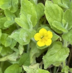 Erythranthe moschata (Musk) at Lower Cotter Catchment - 21 Mar 2022 by JaneR