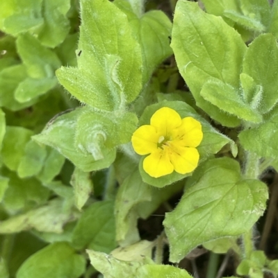 Erythranthe moschata (Musk) at Lower Cotter Catchment - 21 Mar 2022 by JaneR