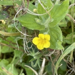 Erythranthe moschata at Cotter River, ACT - 21 Mar 2022 01:35 PM