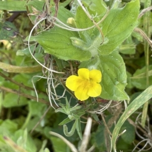 Erythranthe moschata at Cotter River, ACT - 21 Mar 2022