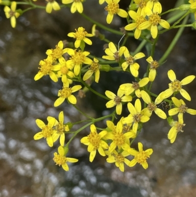 Senecio linearifolius (Fireweed Groundsel, Fireweed) at Cotter River, ACT - 21 Mar 2022 by JaneR