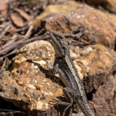 Amphibolurus muricatus (Jacky Lizard) at Wingecarribee Local Government Area - 20 Mar 2022 by Aussiegall