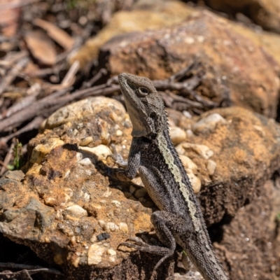 Amphibolurus muricatus (Jacky Lizard) at Penrose, NSW - 20 Mar 2022 by Aussiegall