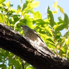 Pachycephala rufiventris at Bundanoon, NSW - 21 Mar 2022