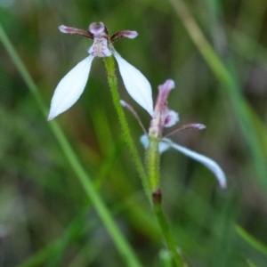 Eriochilus cucullatus at Bundanoon, NSW - 21 Mar 2022