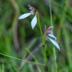 Eriochilus cucullatus at Bundanoon, NSW - 21 Mar 2022