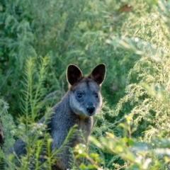 Wallabia bicolor (Swamp Wallaby) at Morton National Park - 21 Mar 2022 by Aussiegall