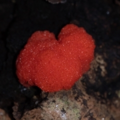 Tubifera ferruginosa (Raspberry Slime) at Penrose - 21 Mar 2022 by Aussiegall
