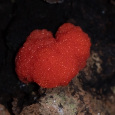 Tubifera ferruginosa (Raspberry Slime) at Penrose - 21 Mar 2022 by Aussiegall