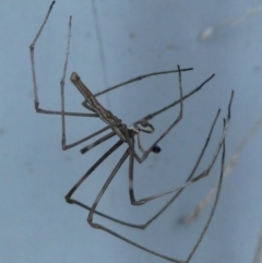 Asianopis subrufa (Rufous net-casting spider) at Braemar, NSW - 20 Mar 2022 by Curiosity