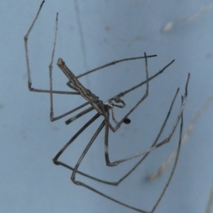Asianopis subrufa at Braemar, NSW - 20 Mar 2022 04:20 PM
