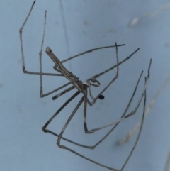 Unidentified Other hunting spider (TBC) at Braemar, NSW - 20 Mar 2022 by Curiosity