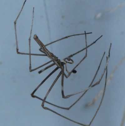 Asianopis subrufa (Rufous net-casting spider) at Braemar, NSW - 20 Mar 2022 by Curiosity