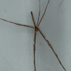 Asianopis subrufa at Braemar, NSW - 20 Mar 2022 04:20 PM