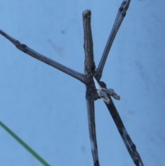 Asianopis subrufa at Braemar, NSW - 20 Mar 2022 04:20 PM