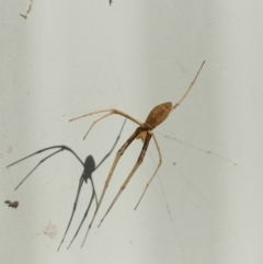 Asianopis subrufa at Braemar, NSW - 20 Mar 2022 04:20 PM