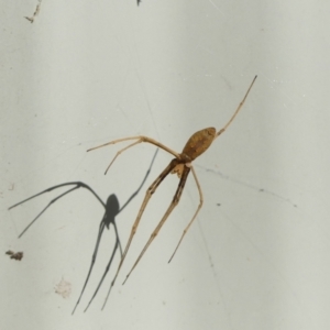 Asianopis subrufa at Braemar, NSW - 20 Mar 2022 04:20 PM