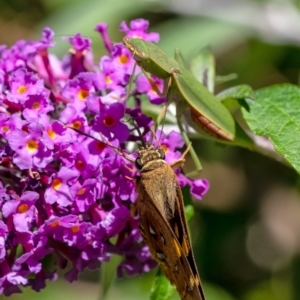 Orthodera ministralis at Penrose, NSW - 20 Mar 2022