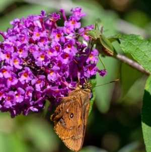 Orthodera ministralis at Penrose, NSW - 20 Mar 2022