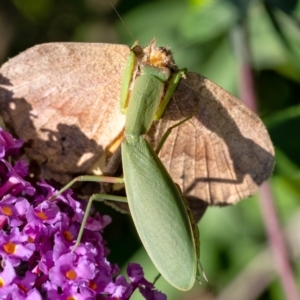 Orthodera ministralis at Penrose, NSW - 20 Mar 2022