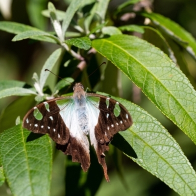 Graphium macleayanum (Macleay's Swallowtail) at Wingecarribee Local Government Area - 20 Mar 2022 by Aussiegall