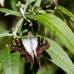 Graphium macleayanum (Macleay's Swallowtail) at Penrose, NSW - 20 Mar 2022 by Aussiegall
