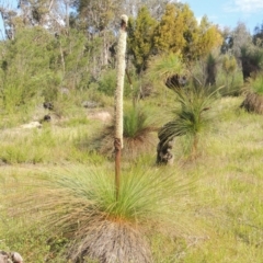 Xanthorrhoea glauca subsp. angustifolia (Grey Grass-tree) at Paddys River, ACT - 30 Nov 2021 by michaelb