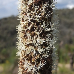 Xanthorrhoea glauca subsp. angustifolia at Paddys River, ACT - 30 Nov 2021