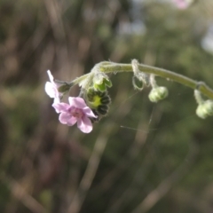 Cynoglossum australe (Australian Forget-me-not) at Paddys River, ACT - 30 Nov 2021 by MichaelBedingfield