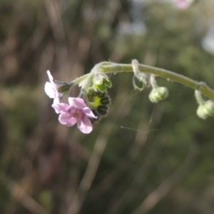 Cynoglossum australe at Paddys River, ACT - 30 Nov 2021 04:47 PM