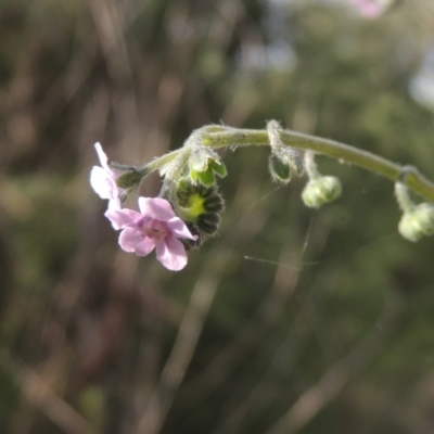 Cynoglossum australe (Australian Forget-me-not) at Paddys River, ACT - 30 Nov 2021 by michaelb