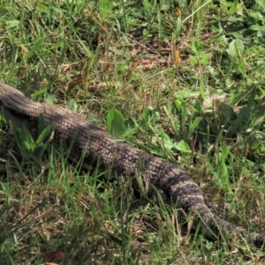 Tiliqua scincoides scincoides at Weston, ACT - 19 Mar 2022