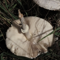 Macrolepiota dolichaula at Deakin, ACT - 19 Mar 2022