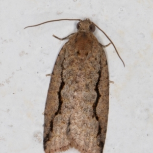 Meritastis undescribed species at Melba, ACT - 18 Jan 2022 12:55 AM