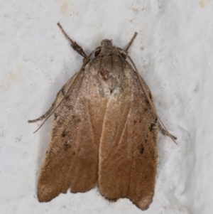 Tortricopsis pyroptis at Melba, ACT - 18 Jan 2022