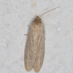 Oecophoridae (family) (Unidentified Oecophorid concealer moth) at Melba, ACT - 18 Jan 2022 by kasiaaus