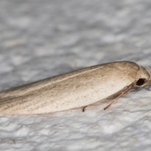 Oecophoridae (family) at Melba, ACT - 18 Jan 2022