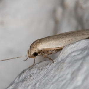 Oecophoridae (family) at Melba, ACT - 18 Jan 2022 01:01 AM