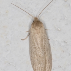 Oecophoridae (family) at Melba, ACT - 18 Jan 2022 01:01 AM