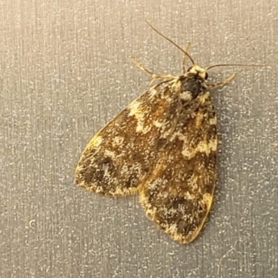 Halone sinuata (Rock Lichen Moth) at Lyneham, ACT - 21 Mar 2022 by trevorpreston