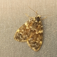 Halone sinuata at Lyneham, ACT - 22 Mar 2022