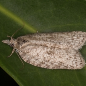 Isotenes miserana at Melba, ACT - 18 Jan 2022 10:17 PM