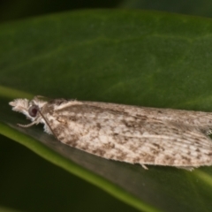 Isotenes miserana at Melba, ACT - 18 Jan 2022 10:17 PM