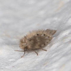 Psychodidae sp. (family) (Moth Fly, Drain Fly) at Melba, ACT - 18 Jan 2022 by kasiaaus