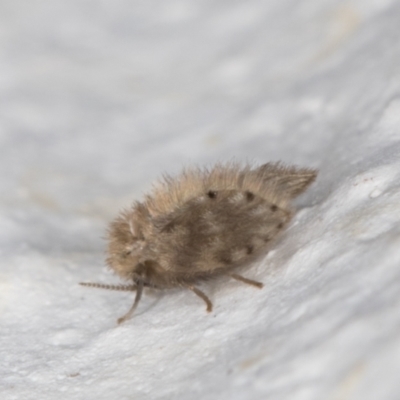 Psychodidae sp. (family) (Moth Fly, Drain Fly) at Melba, ACT - 18 Jan 2022 by kasiaaus