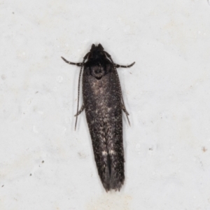 Oecophoridae provisional group 4 at suppressed - 18 Jan 2022