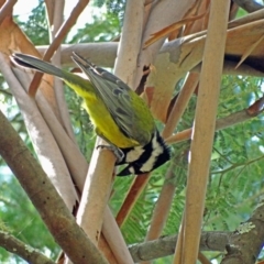 Falcunculus frontatus (Eastern Shrike-tit) at Tidbinbilla Nature Reserve - 20 Mar 2022 by Miranda