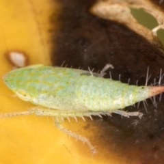 Unidentified Leafhopper & planthopper (Hemiptera, several families) (TBC) at Melba, ACT - 18 Jan 2022 by kasiaaus