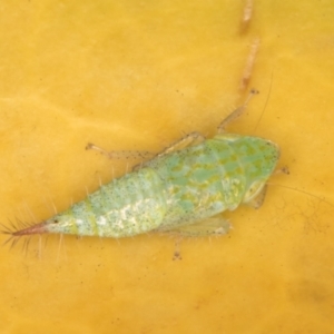 Fieberiella florii at Melba, ACT - 18 Jan 2022 10:29 PM